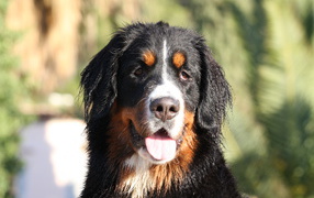 Бернская пастушья собака с мокрыми ушами