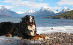 Бернская пастушья собака зевает на фоне гор