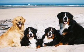 Бернские пастушьи собаки возле моря