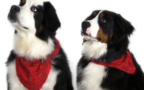 Bernese Mountain Dogs on a white background