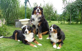 Bernese Mountain Dogs on the lawn