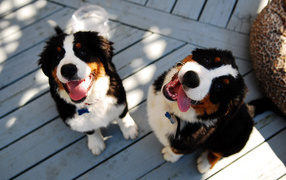 Bernese Mountain dog puppies smiling