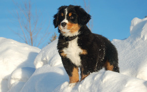 Bernese Mountain dog puppy gazing into the distance