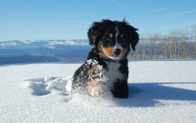 Bernese Mountain dog puppy in a snowdrift