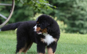 Bernese Mountain dog puppy looking for mom