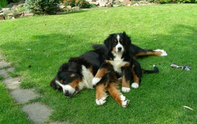 Bernese Mountain dog puppy with his mother