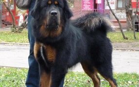 Big black Tibetan mastiff