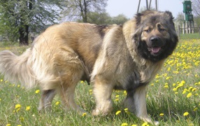 Big kazakh sheepdog in the field