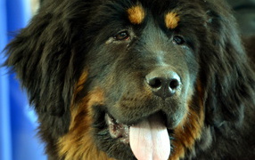 Черный Тибетский мастиф крупным планом