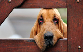 Bloodhound became sad