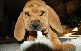 Bloodhound puppy chewing something