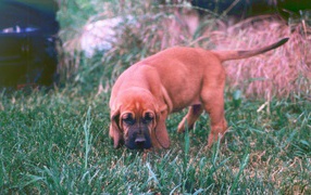 Bloodhound puppy took trail