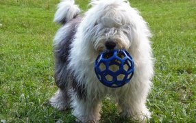 Bobtail Dog breed with a toy