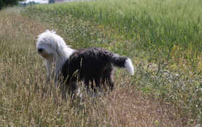 Bobtail dog breed stands in a field