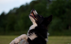 Border Collie Jumping Up