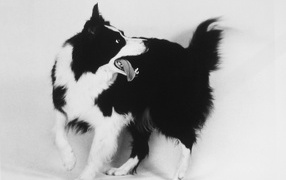 Бордер-колли, чёрно-белое фото