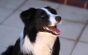 Border Collie dainty asking