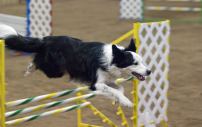 Border Collie executes the command barrier
