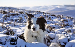 Бордер-колли замёрзла