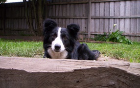 Бордер-колли спряталась