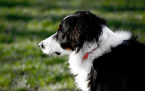 Border Collie looks into the distance on a grass background