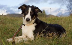Border Collie lying with a stick