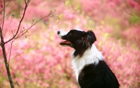 Border Collie on a background of flowering trees