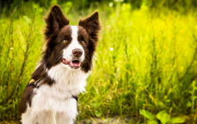 Border Collie on a background of green grass