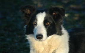 Бордер-колли на тёмном фоне