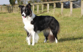 Бордер-колли на поводке