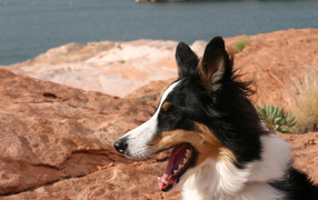 Бордер-колли на фоне озера