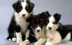 Border Collie puppies on a gray background