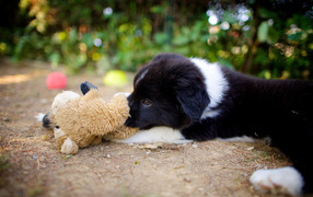Border Collie puppy lying with toy