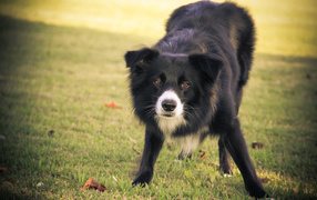 Бордер-колли что-то увидела