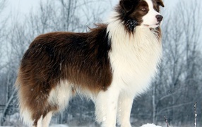 Border Collie standing on a snowbank