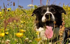 Border Collie with long tongue is sitting in flowers