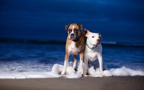 Boxer and his friend standing in sea foam