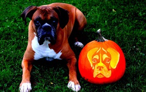 Боксёр и тыква