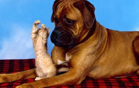Boxer and red kitten