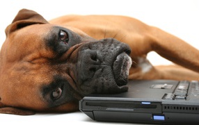 Боксёр положил голову на компьютер