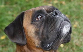 Боксёр смотрит вверх