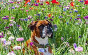 Boxer on flower field