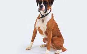Boxer posing on a white background