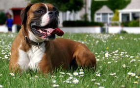 Boxer resting on the grass