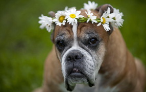 Boxer with a flower wreath on head