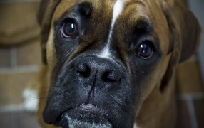 Boxer with a sad look closeup