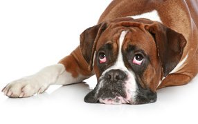 Boxer with apathetic look on a white floor