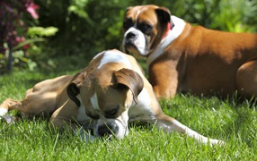 Boxers resting on the grass in the sunny weather