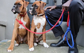 Братья боксёры и их хозяин