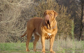 Коричневый Бордоский дог в лесу